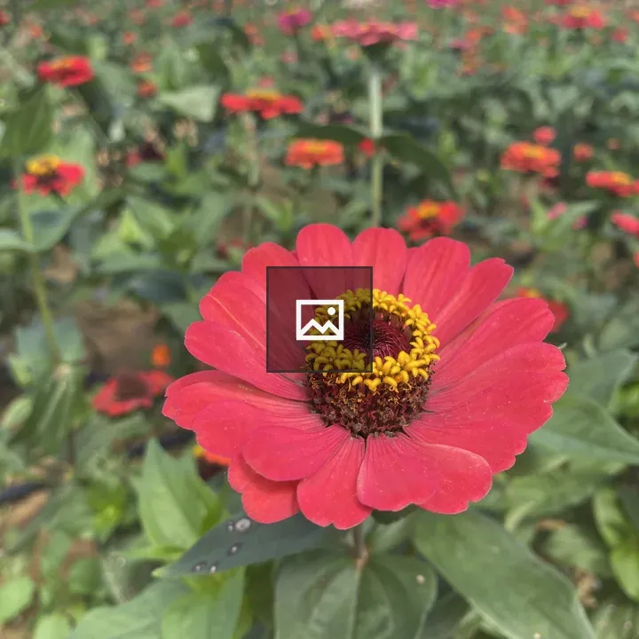 Zinnia Flower Close-Up