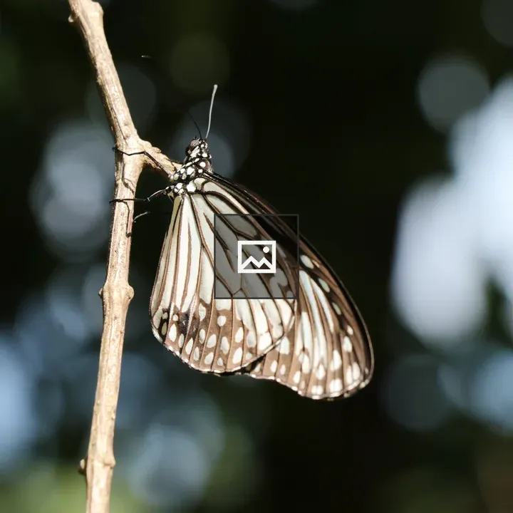 Butterfly on a small branch