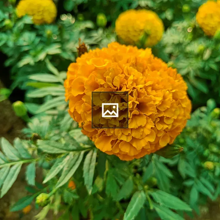 A marigold flower