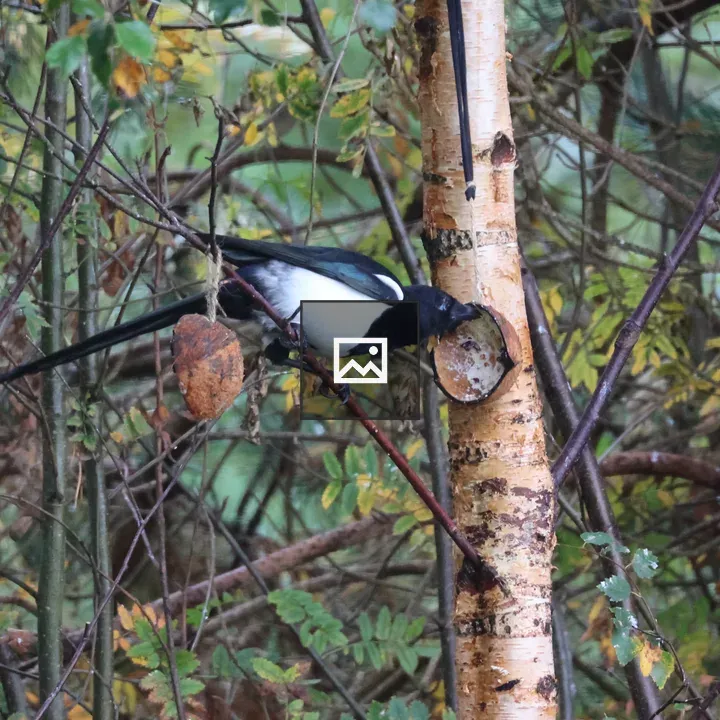 Magpie Feeding from Coconut