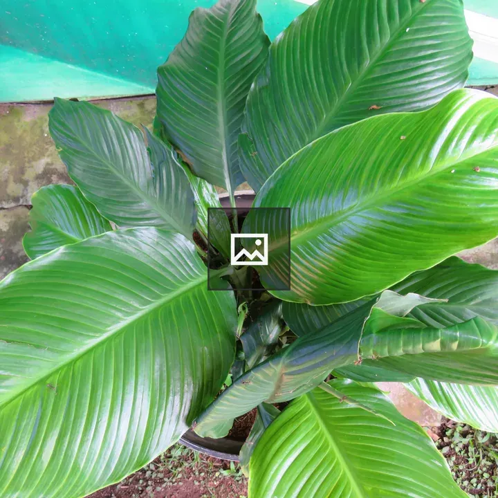 Potted plant with dark green leaves