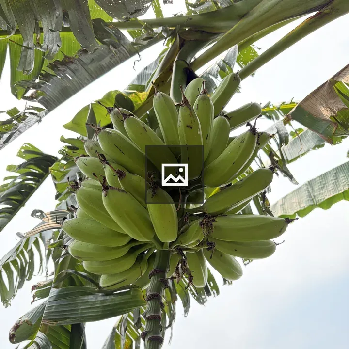 Green unripe bananas hanging
