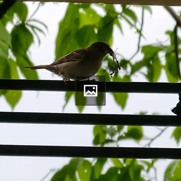 Sparrow on railing with twigs