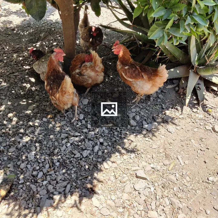 Five chickens under a tree