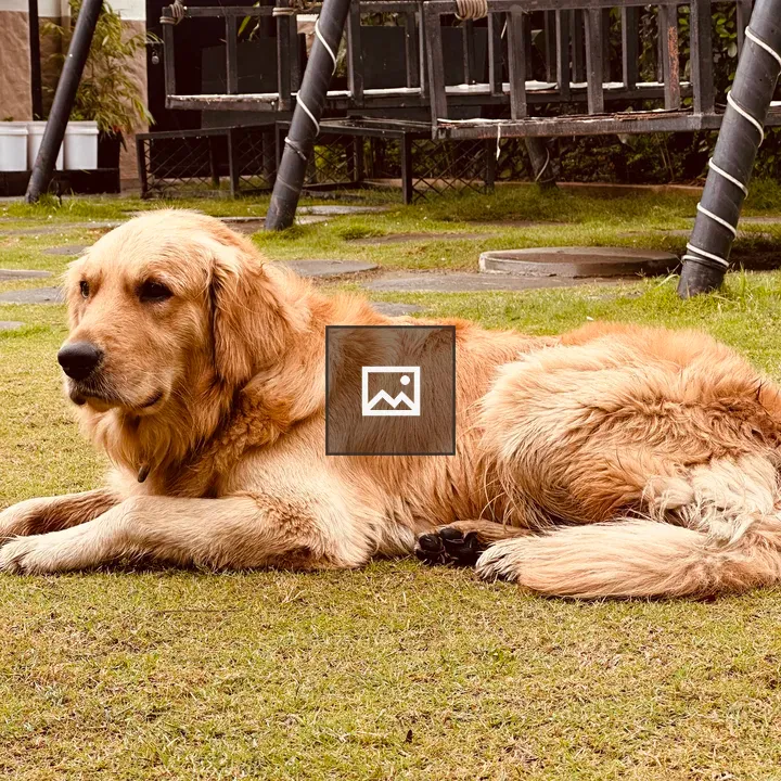 Golden retriever in backyard