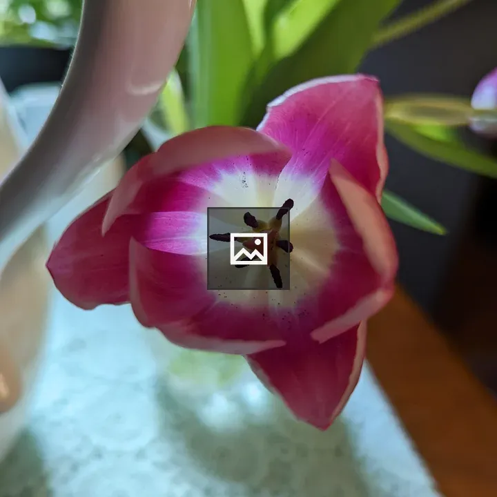 Purple tulips in a vase