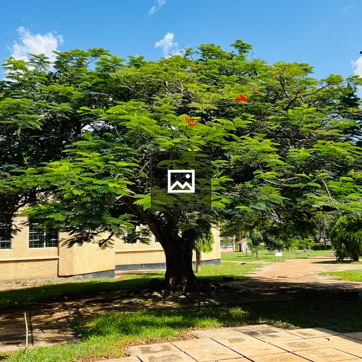 Tree with Broad Canopy
