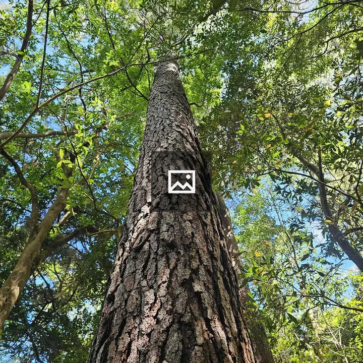 Pine Tree in Forest Scene