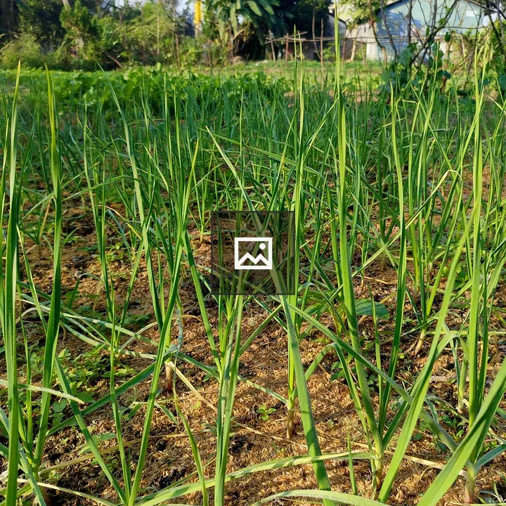 Garlic Plants in Garden