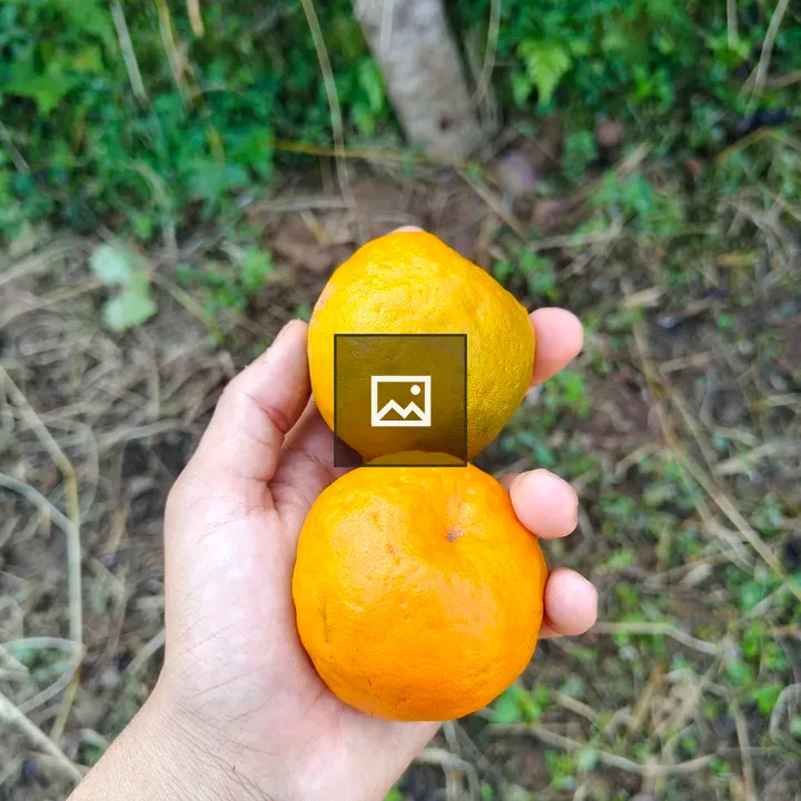 Hand Holding Bright Citrus Fruits