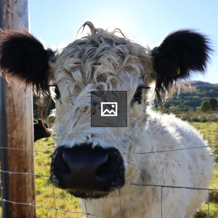 White Galloway Cow Close Up