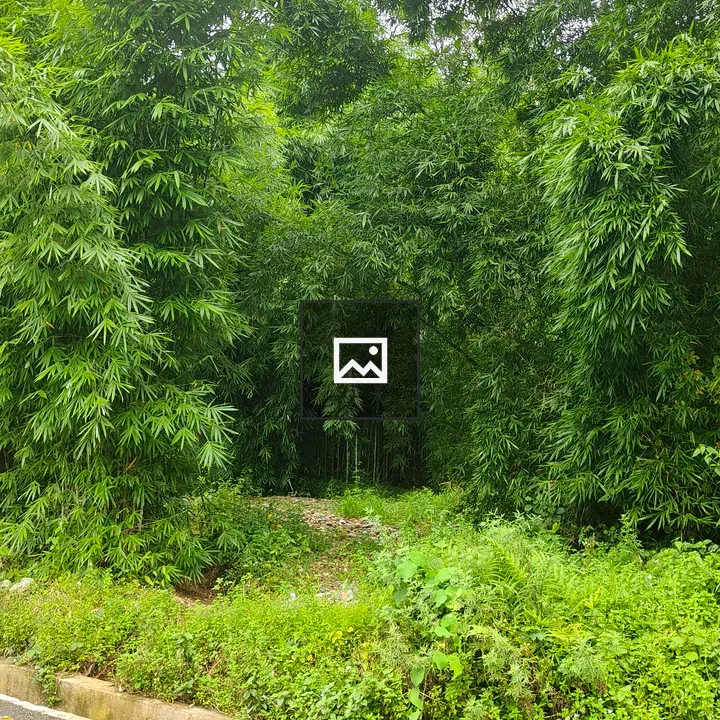 Dense Bamboo and Greenery Clearing
