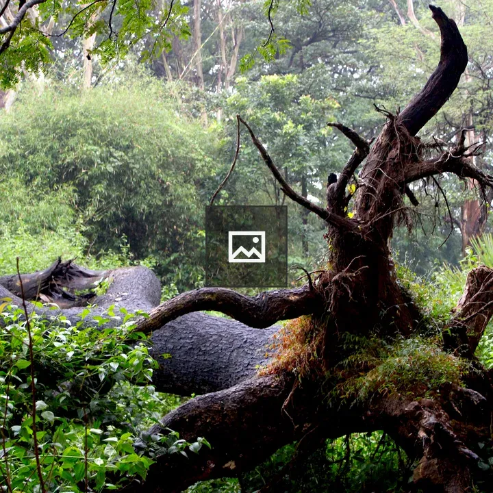 Fallen tree in forest