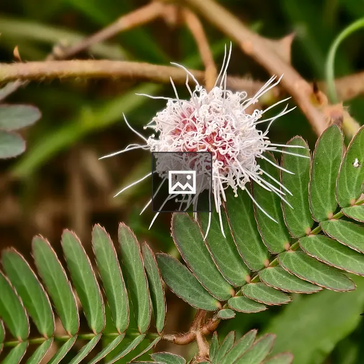 Mimosa flower globe close-up