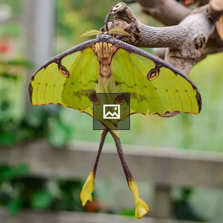 Green moth
