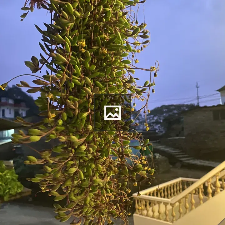 Hanging plant with cascading leaves