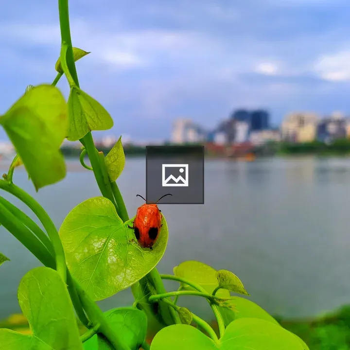 Ladybug on green plant
