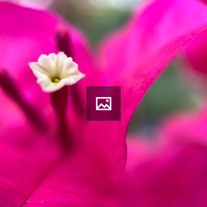 Tiny white center of a pink flower