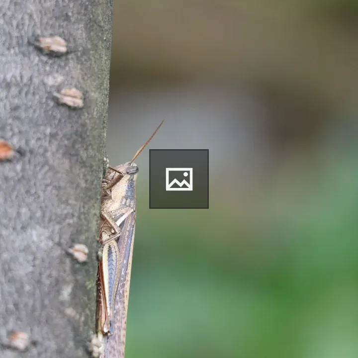 Grasshopper on a Tree