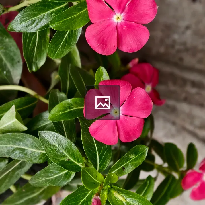 Pink periwinkle flowers