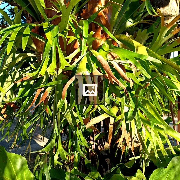 Cacho de Venado plant