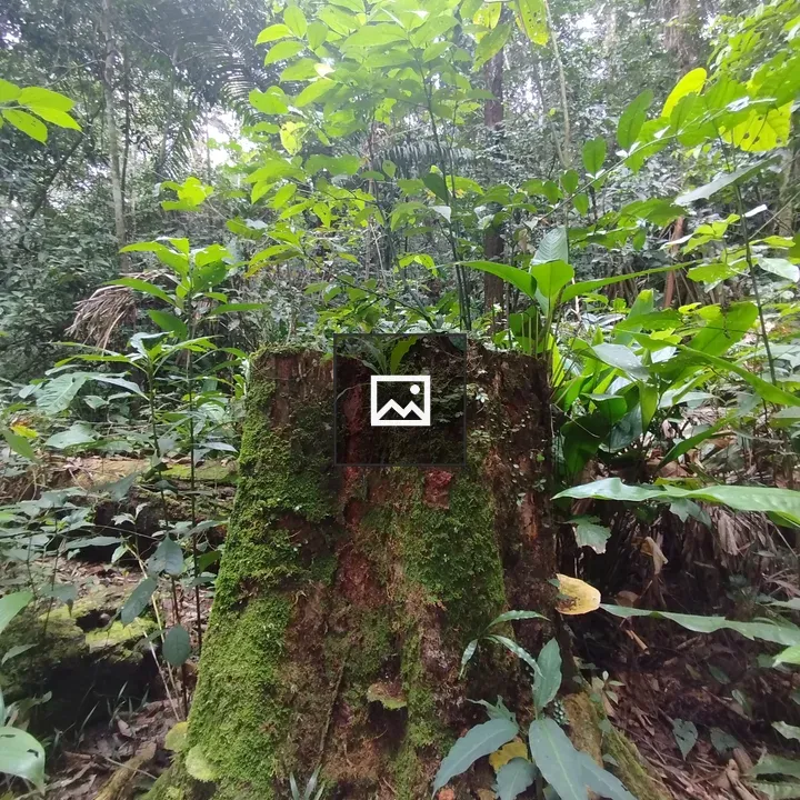 Mossy stump among tropical plants
