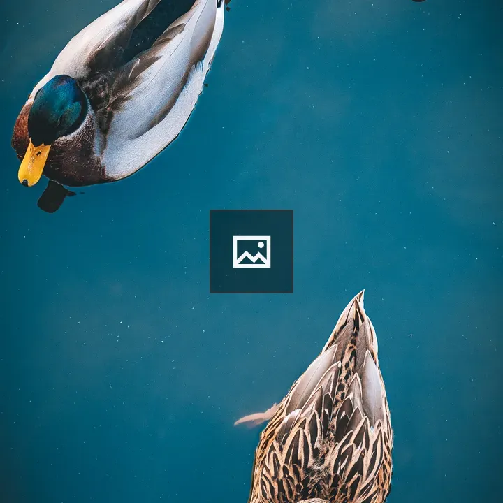 Three ducks on blue water