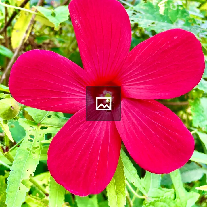Hibiscus moscheutos Flower