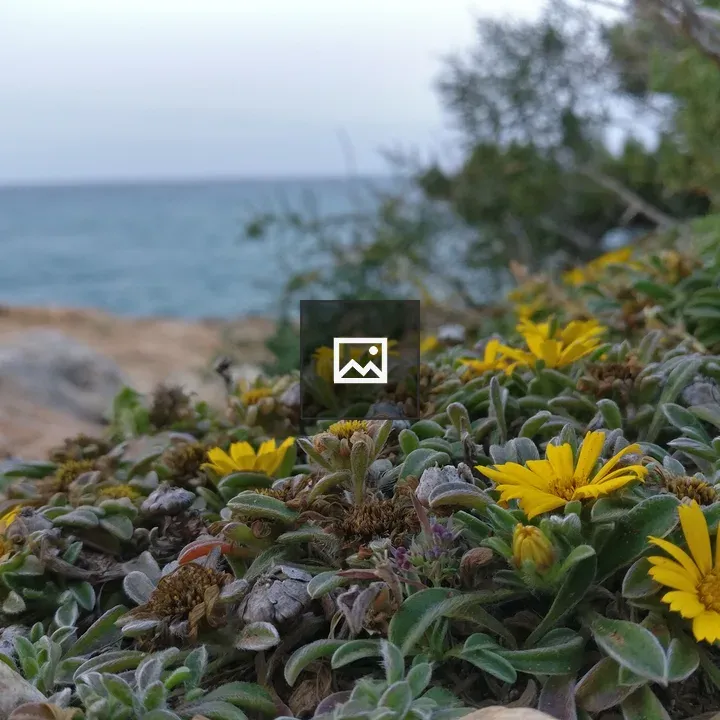 Flowers near the sea