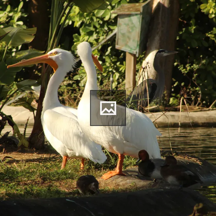 Two white pelicans by the pond