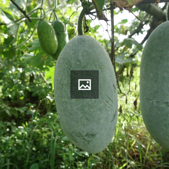Ashguard gourds on vines