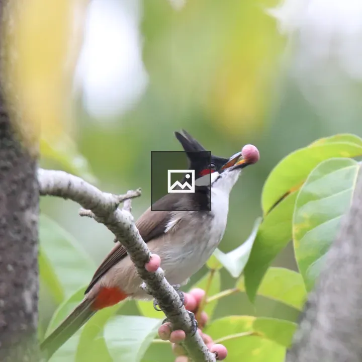 Red-whiskered Bulbul with Berry