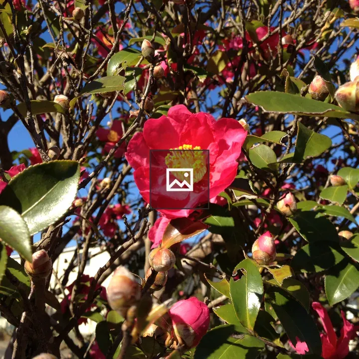 Camellia japonica bloom