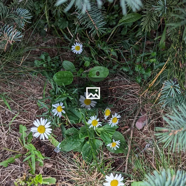 Small flowers under evergreen