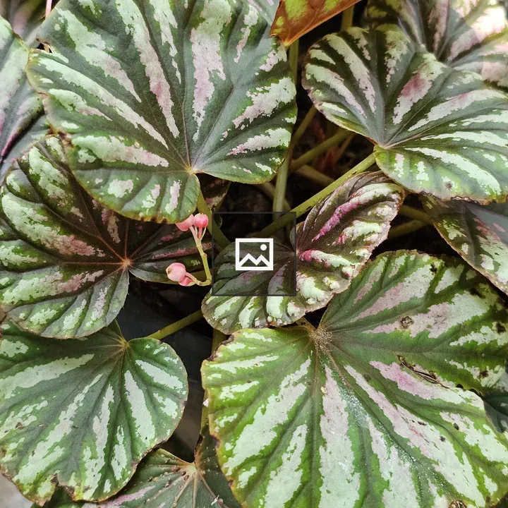 Rex Begonia in Portrait