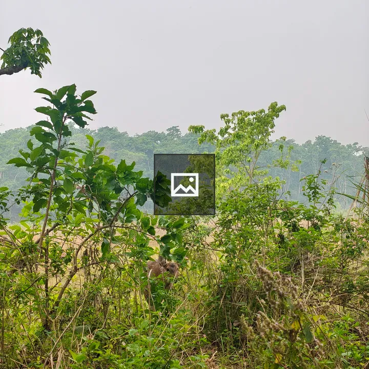 Deer in Dense Greenery