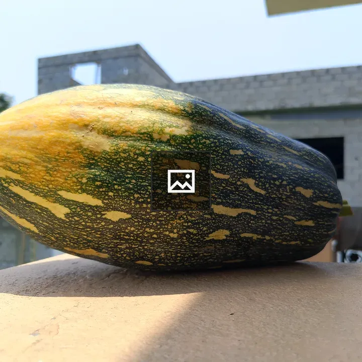Oval Pumpkin on Ledge