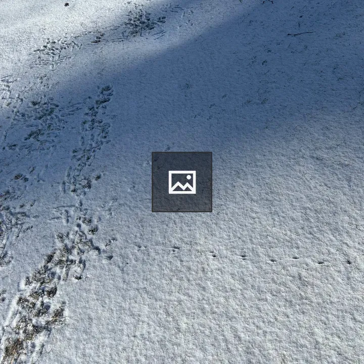 Snowy ground with animal tracks