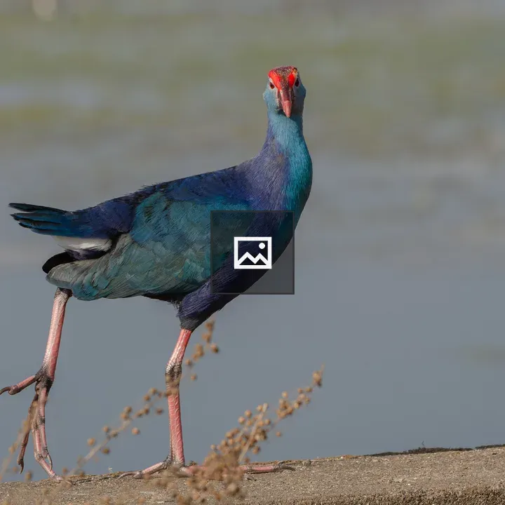 Indian purple moorhen