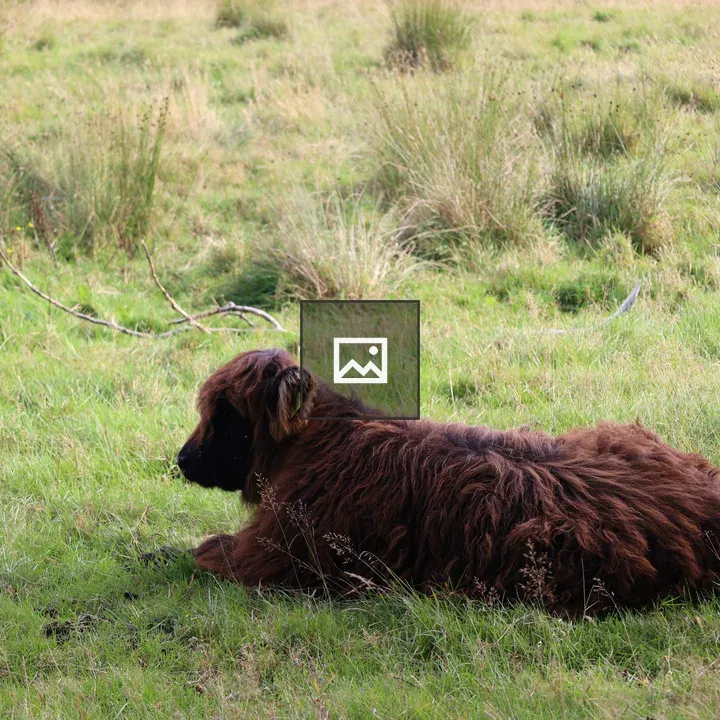 Calf resting in a field
