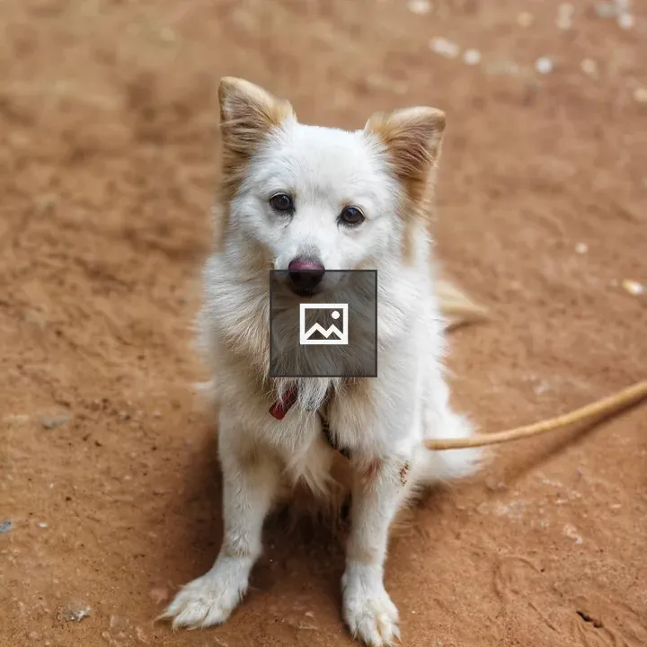 Small fluffy white dog