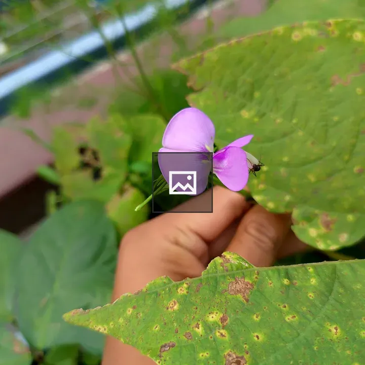 Delicate lavender flower held by hand
