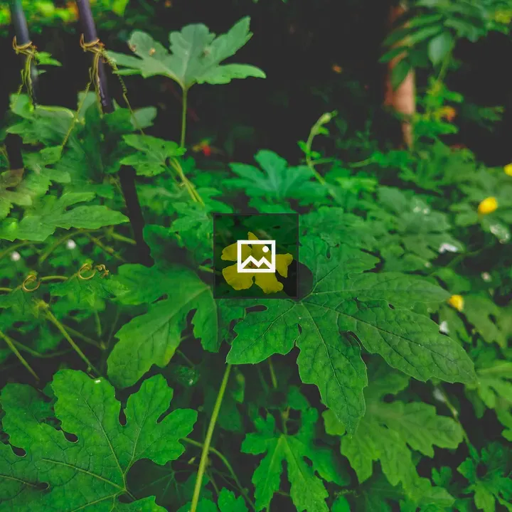 Yellow flower in garden leaves