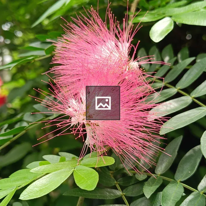 Calliandra haematocephala flower