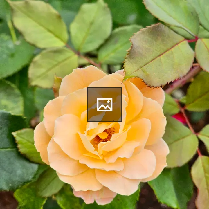 Yellow rose among green leaves