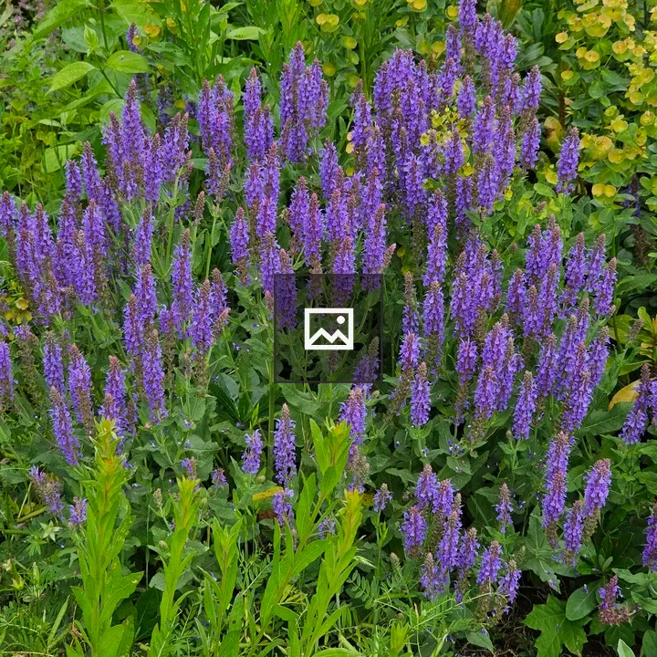 Salvia nemorosa Cluster