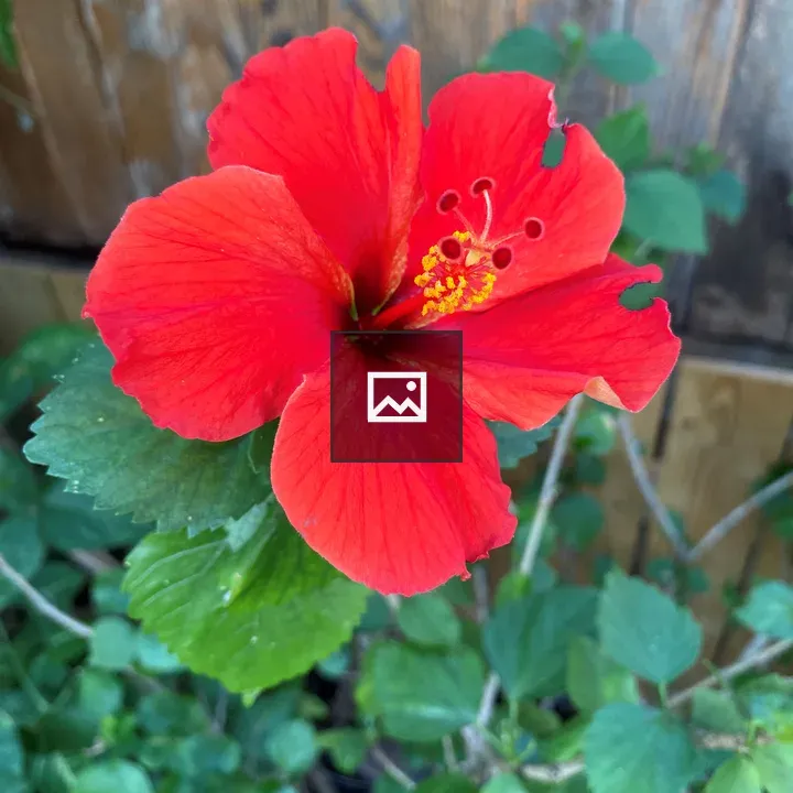Red Flower with Fence Background
