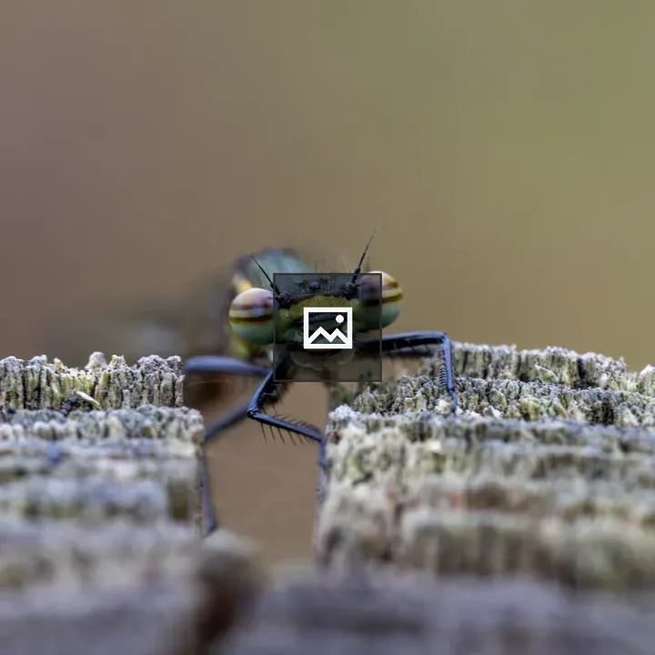 Portrait of a large red damselfly