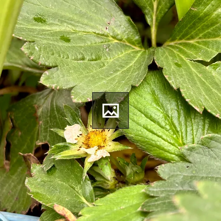 White strawberry flower