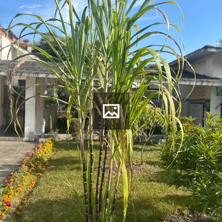 Sugarcane in Backyard Garden